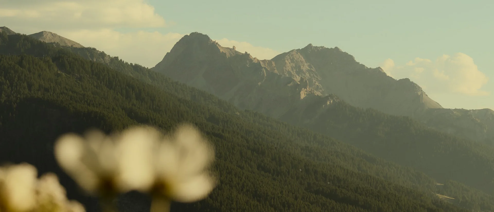 Baita Horres · Luxury Mountain Chalet · Bardonecchia Montagne boscose al tramonto con fiori sfocati in primo piano